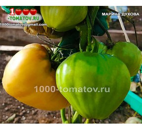 Томат МАРИНА ДУХОВА