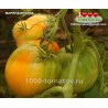 Томат МАРИНА ДУХОВА