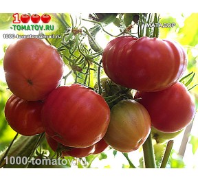 Томат МАТАДОР