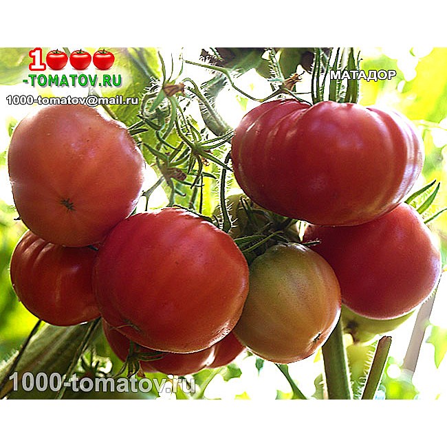 Томат МАТАДОР Томат МАТАДОР