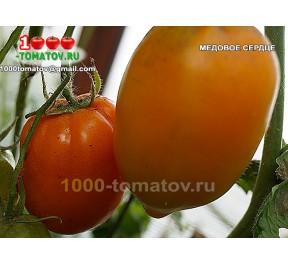 Томат МЕДОВОЕ СЕРДЦЕ