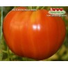 Томат МЕГА-МАРВ