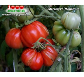 Томат МЕГАМУТТ