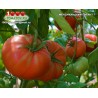Томат МЕКСИКАНСКИЙ ГИГАНТ  Mexican Giant 