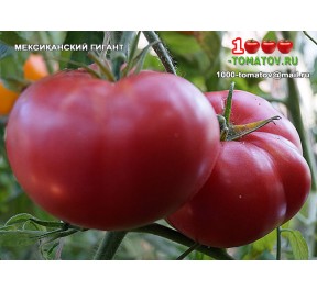Томат МЕКСИКАНСКИЙ ГИГАНТ  Mexican Giant 