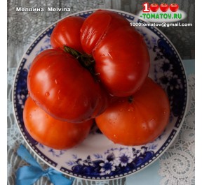 Томат МЕЛВИНА Melvina