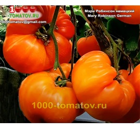 Томат МЕРИ РОБИНСОН НЕМЕЦКИЙ