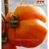 Томат МЕЩАНСКАЯ НАЧИНКА