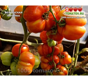 Томат МЕЩАНСКАЯ НАЧИНКА