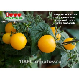 Томат Гном МИКРОГНОМ ЖЁЛТЫЙ ГОРШЕЧНЫЙ ХАМС