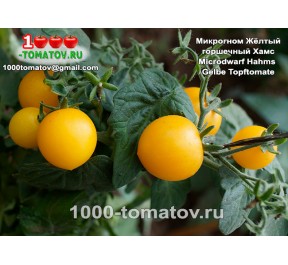 Томат Гном МИКРОГНОМ ЖЁЛТЫЙ ГОРШЕЧНЫЙ ХАМС
