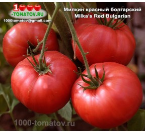 Томат МИЛКИН КРАСНЫЙ БОЛГАРСКИЙ - Milka’s Red Bulgarian