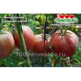 Томат МИНУСИНСКАЯ ОГРОМНАЯ СЛИВА 