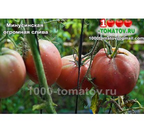 Томат МИНУСИНСКАЯ ОГРОМНАЯ СЛИВА 