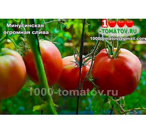 Томат МИНУСИНСКАЯ ОГРОМНАЯ СЛИВА  Томат МИНУСИНСКАЯ ОГРОМНАЯ СЛИВА