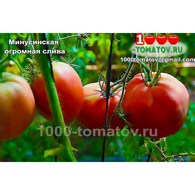 Томат МИНУСИНСКАЯ ОГРОМНАЯ СЛИВА Томат МИНУСИНСКАЯ ОГРОМНАЯ СЛИВА