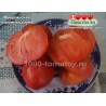 Томат МИНУСИНСКАЯ ОГРОМНАЯ СЛИВА 