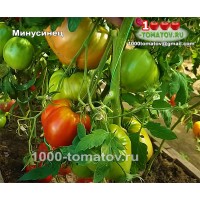 Томат МИНУСИНЕЦ