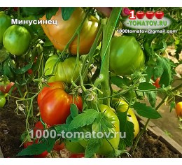 Томат МИНУСИНЕЦ