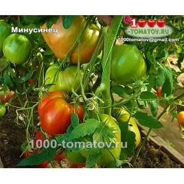 Томат МИНУСИНЕЦ