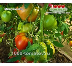 Томат МИНУСИНЕЦ