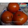 Томат МИНУСИНЕЦ