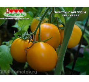 Томат МИНУСИНСКАЯ ГРУША ОРАНЖЕВАЯ
