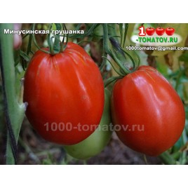 Томат МИНУСИНСКАЯ ГРУШАНКА