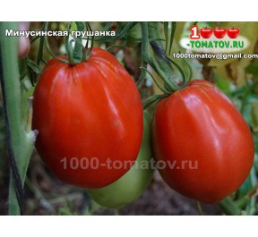 Томат МИНУСИНСКАЯ ГРУШАНКА