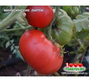 Томат МИНУСИНСКИЕ ЛАПТИ