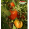 Томат МИНУСИНСКИЕ СОЛДАТОВО Томат МИНУСИНСКИЕ СОЛДАТОВО