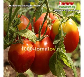 Томат МИНУСИНСКИЕ СОЛДАТОВО