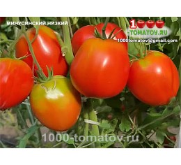 Томат МИНУСИНСКИЙ НИЗКИЙ