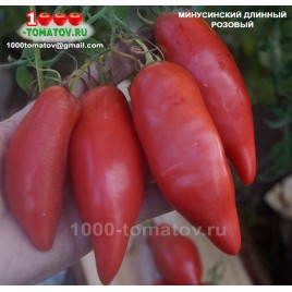 Томат МИНУСИНСКИЙ ДЛИННЫЙ РОЗОВЫЙ
