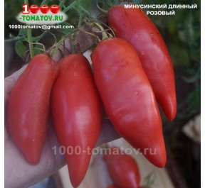 Томат МИНУСИНСКИЙ ДЛИННЫЙ РОЗОВЫЙ