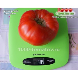 Томат МИНУСИНСКИЙ СКОРПИОН
