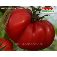 Томат МИНУСИНСКИЕ ОГРОМНЫЕ СЕРДЦА