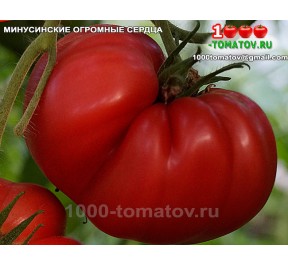 Томат МИНУСИНСКИЕ ОГРОМНЫЕ СЕРДЦА