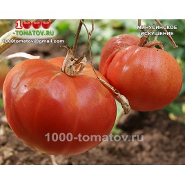 Томат МИНУСИНСКОЕ ИСКУШЕНИЕ