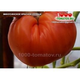 Томат МИНУСИНСКОЕ КРАСНОЕ СЕРДЦЕ