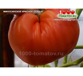 Томат МИНУСИНСКОЕ КРАСНОЕ СЕРДЦЕ
