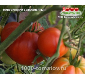Томат МИНУСИНСКИЙ БЕЗРАЗМЕРНЫЙ