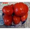 Томат МИНУСИНСКИЙ САХАРНЫЙ