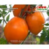 Томат МИНУСИНСКИЙ ЛАПОТЬ ОРАНЖЕВЫЙ