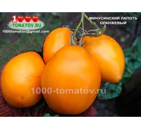 Томат МИНУСИНСКИЙ ЛАПОТЬ ОРАНЖЕВЫЙ