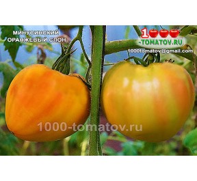 Томат МИНУСИНСКИЙ ОРАНЖЕВЫЙ СЛОН