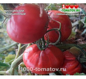 Томат МИНУСИНСКИЙ ТРАДИЦИОННЫЙ