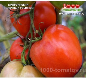 Томат МИНУСИНСКИЙ ЯБЛОЧНЫЙ УСЫПНОЙ