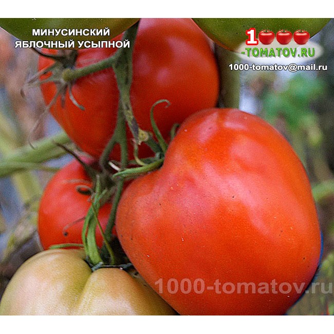 Томат МИНУСИНСКИЙ ЯБЛОЧНЫЙ УСЫПНОЙ Томат МИНУСИНСКИЙ ЯБЛОЧНЫЙ УСЫПНОЙ