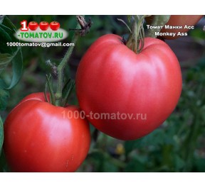 Томат МАНКИ АСС Monkey Ass Задница Обезьяны